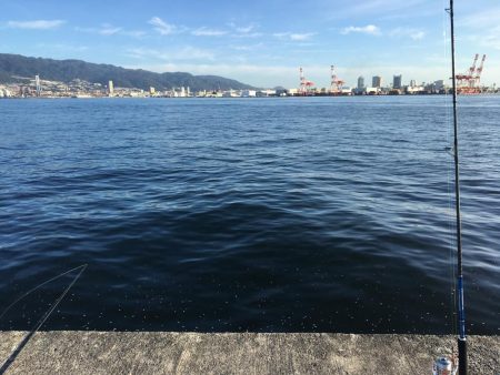 太刀魚、サゴシ